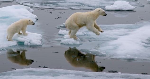 Isbjørne, der springer fra isblok til isblok
