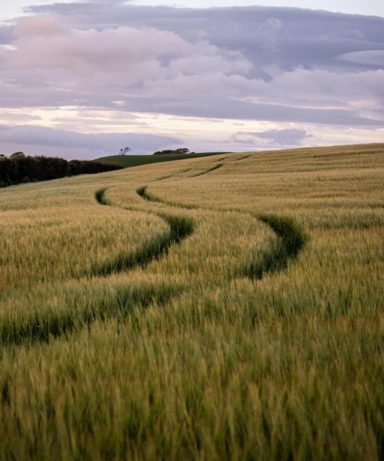 Paths through the field